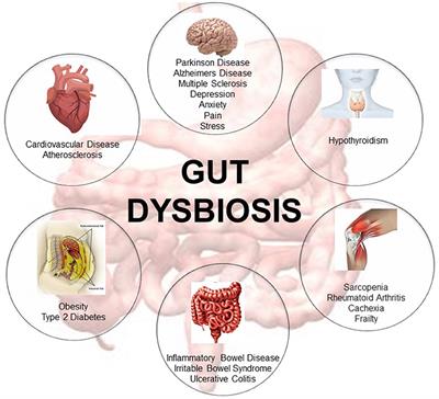 Crosstalk Between the Gut Microbiome and Bioactive Lipids: Therapeutic Targets in Cognitive Frailty